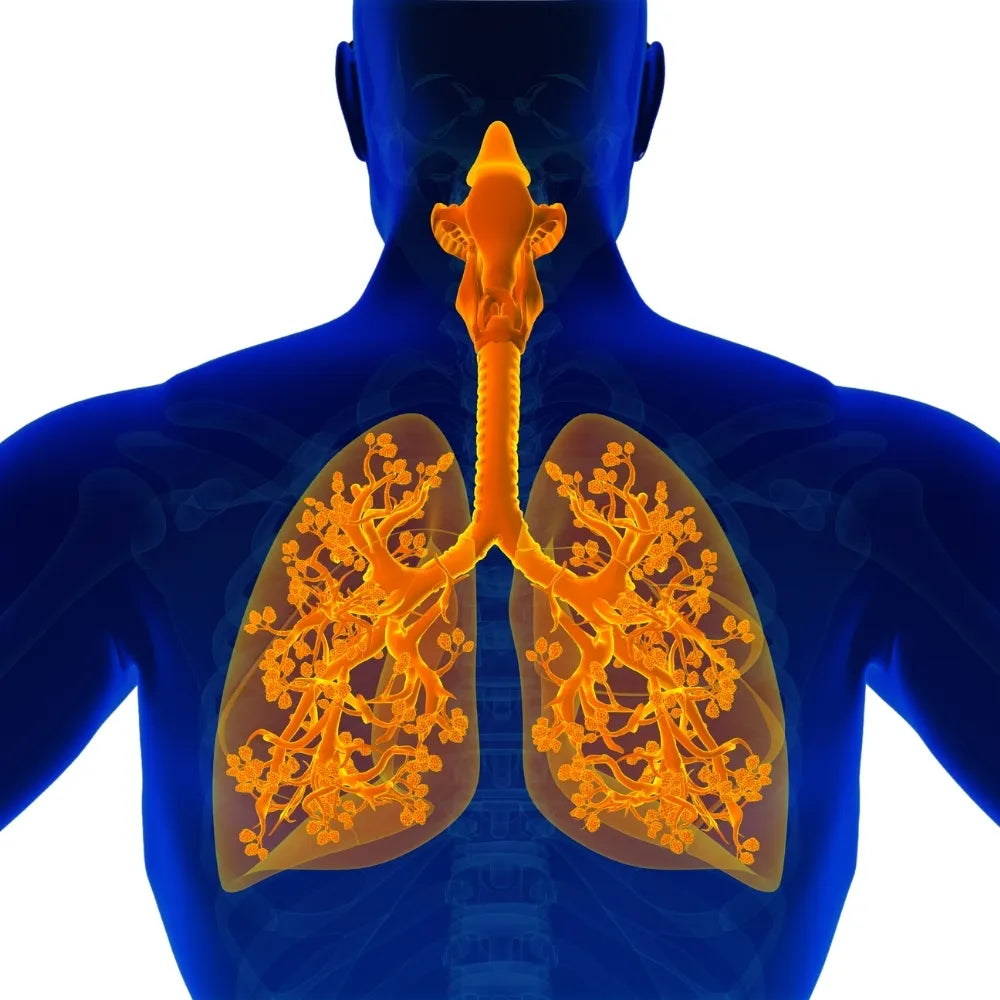 Allergic Bronchitis