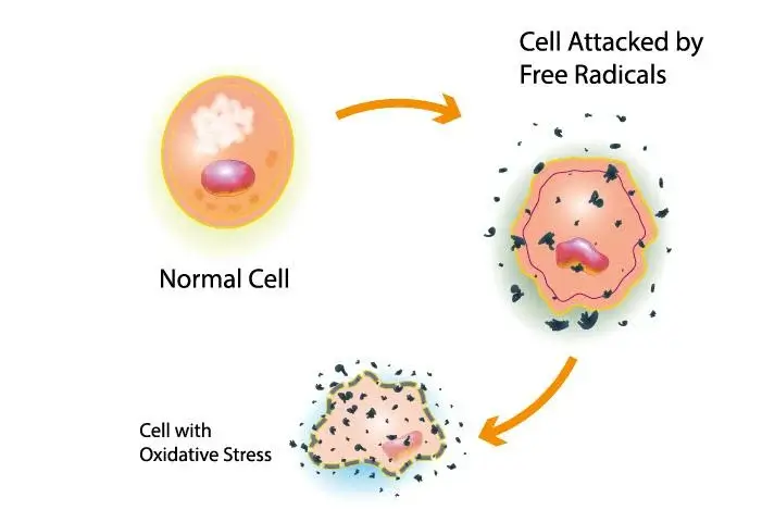 Cell with oxidative stress