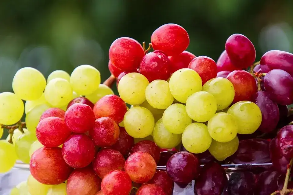 Seedless Grapes Red Information and Facts